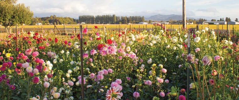 field featuring 100's of dahlia varieties grown for cutting