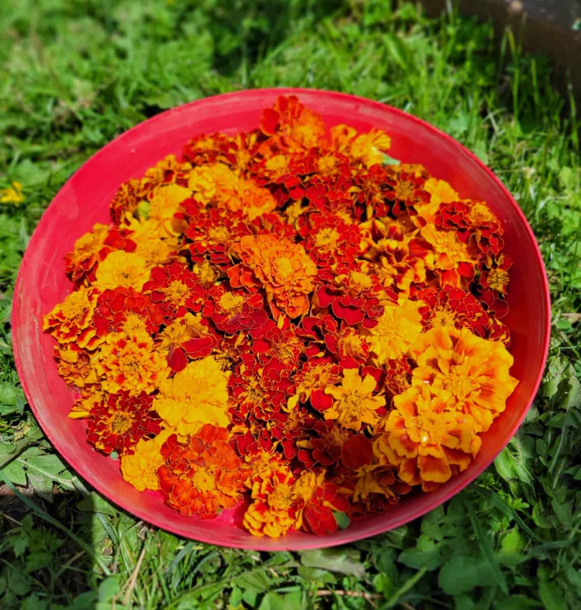 Bowl of Marigolds