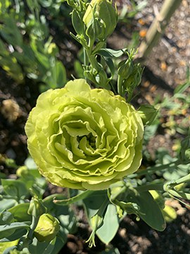 Rosanne Green Lisianthus
Photo by My Thanh Kim