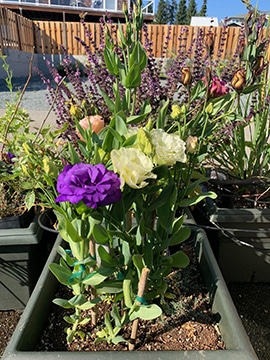 Lisianthus stems can be 18-36" tall
Photo by My Thanh Kim