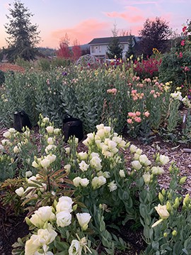 Lisianthus blooming in the author's garden. Photo by My Thanh Kim