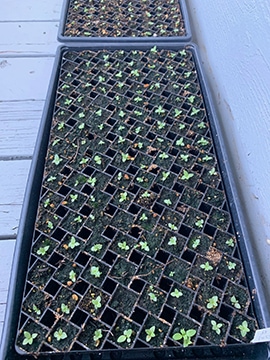 Lisianthus seedlings. Photo by My Thanh Kim