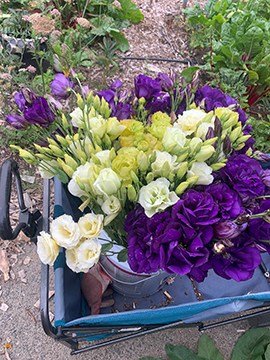 ABC purple, Voyage 2 green, ABC green, and Rosanne green lisianthus. Photo by My Thanh Kim