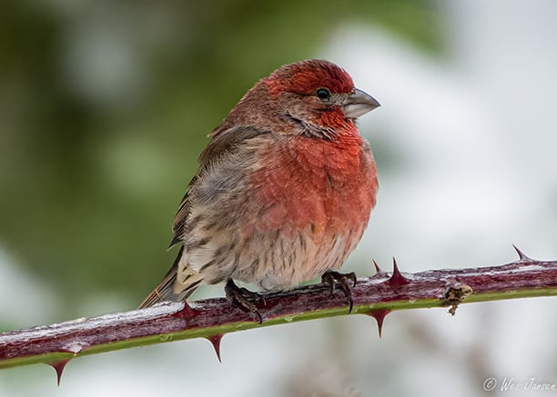 finch sitting berry cane in winter