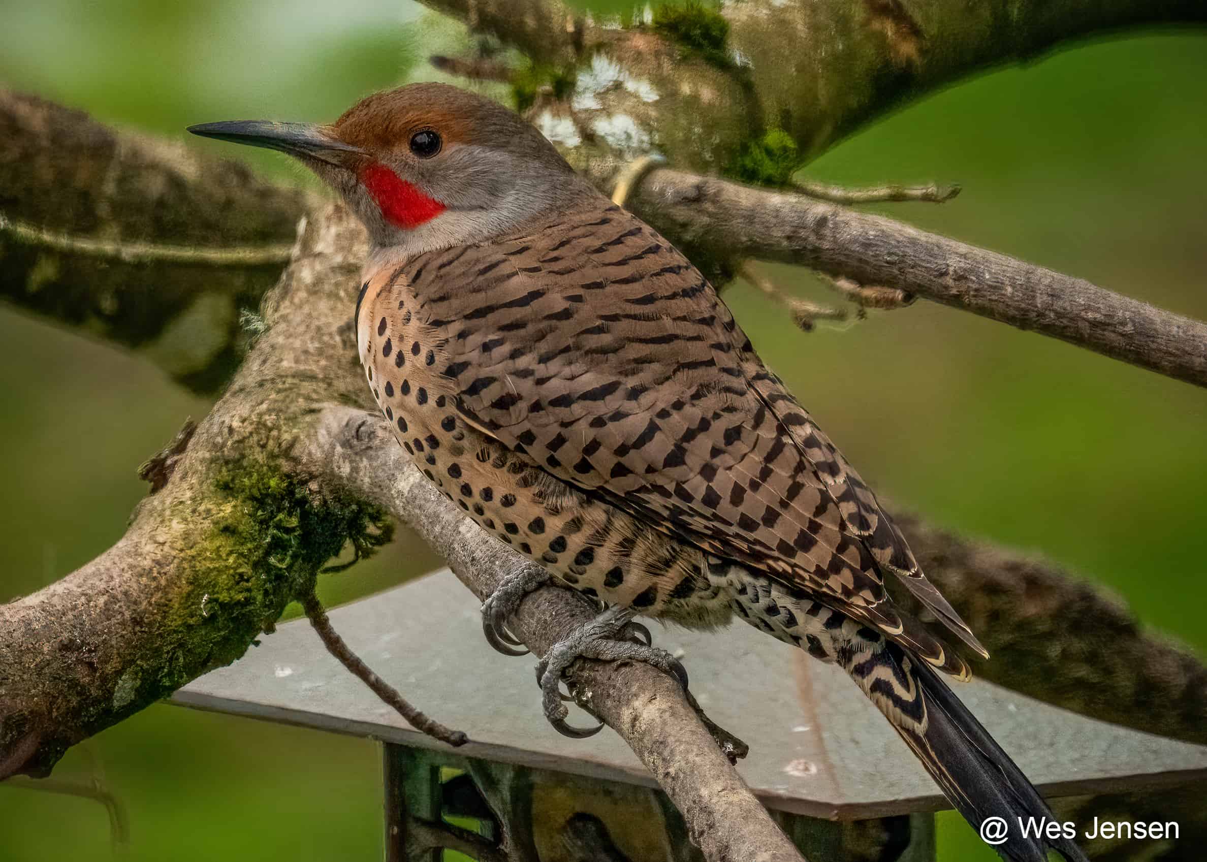 A male Northern Flicker perched near suet feeder in the background.  Photo by Wes Jensen