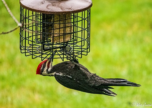 woodpecker feeding on suet