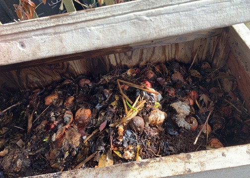 The worms are fed regularly with food scraps which include all types of vegetables, coffee grounds and filters, even pancakes and banana peals! Photo by Ginny Bode / Skagit County WSU Extension Master Gardeners