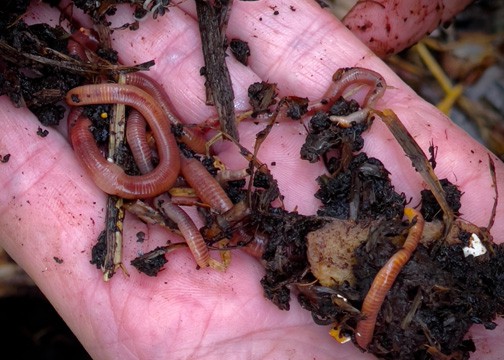 The red wigglers thrive near the soil surface, eating decaying organic material. Photo by Craig Barber / Skagit County WSU Extension Master Gardeners