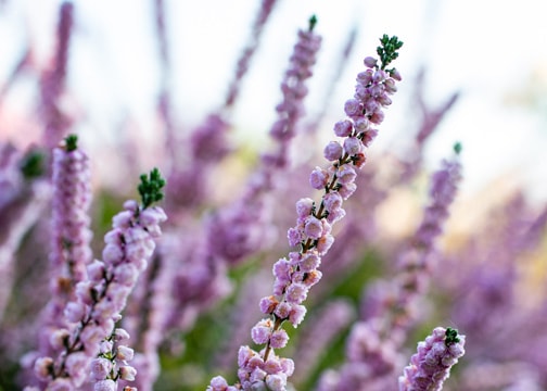 Photo by Jessamyn Tuttle/ Skagit County WSU Extension Master Gardeners.