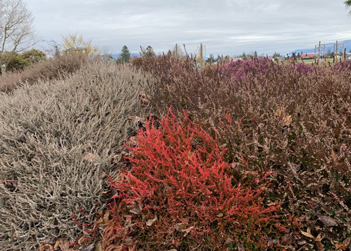 Heaths and Heathers found the Discovery Garden on Highway 536 west of Mount Vernon begin blooming in early February and continue through the summer. Photo by Ginny Bode/ Skagit County WSU Extension Master Gardeners.