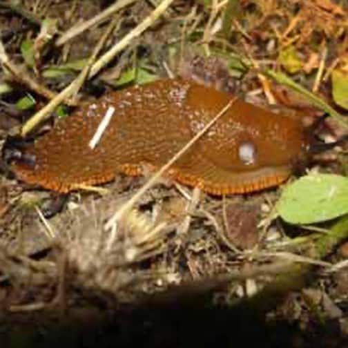 This large red slug (Arion rufus) is one of the larger slug varieties, with an appetite to
match. This photo shows the slug's round pneumostome (nose and breathing hole) and
the black optical tentacles protruding from its head. © Photo by Jason Miller.