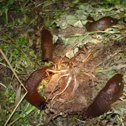 Large red slugs descend on a pile of discarded raspberry canes. With voracious appetites,
these slugs can devastate many small plants overnight, skeletonizing the leaves and
diminishing the plants' chances at survival. © Photo by Jason Miller.