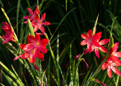 Iris varieties and many other flowering perennials will be for sale. Photo © Jessimine Tuttle