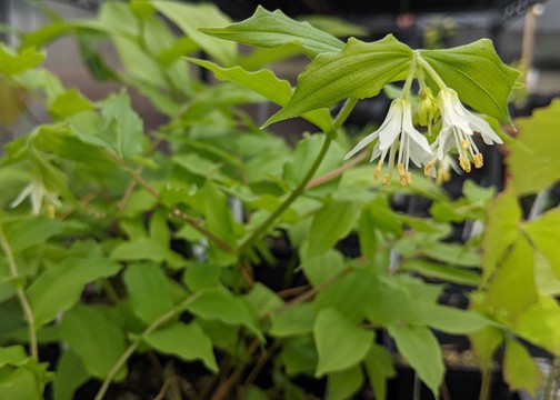 Find unusual shade plants like these Hookers Fairy Bells. Photo © Jessimine Tuttle 