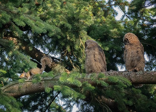 Squirrels are vulnerable to hawks, owls, dogs, coyotes and bobcats. Watch your back, little fellow!  Photo by Nancy Crowell / WSU Skagit County Extension Master Gardener