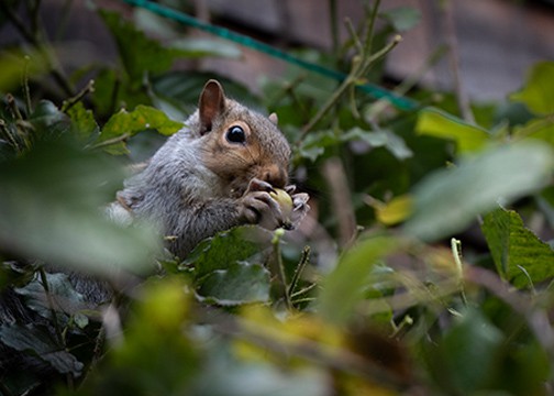 Squirrels enjoy eating acorns, seeds, tree buds and berries as well as plants and twigs." Photo by Nancy Crowell / WSU Skagit County Extension Master Gardener