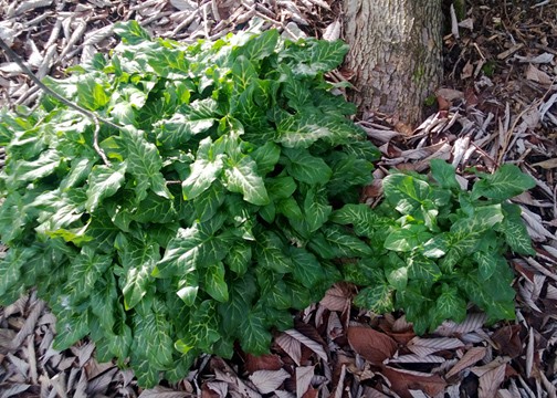 Italian Arum growing by a tree