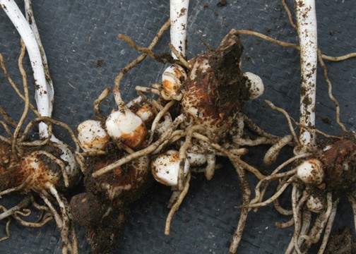 Italian Arum tubers