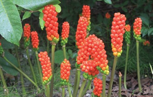 Italian arum seed pods