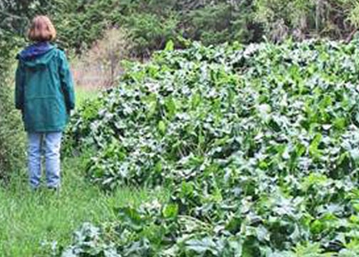 Italian arum noxious weed infestation