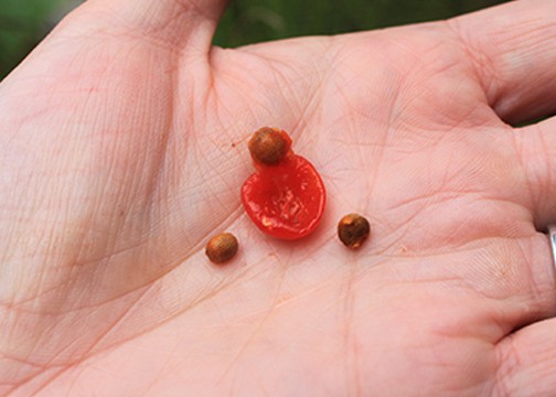 Italian Arum seed pods