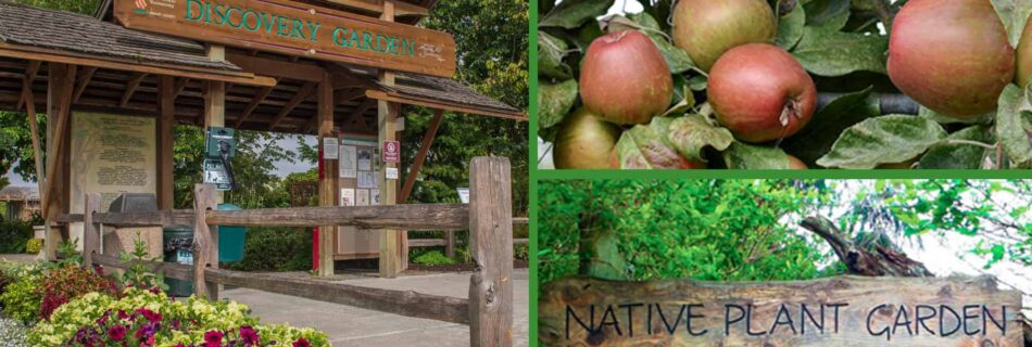 picture of Discovery Garden entrance apples, Salal Native Garden sign