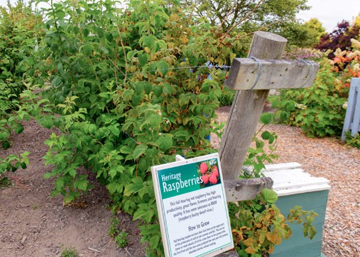 While at the Discovery Garden, visit the small fruits garden and learn more about food you can grow in your own back yard. Photo © Nancy Crowell Photography