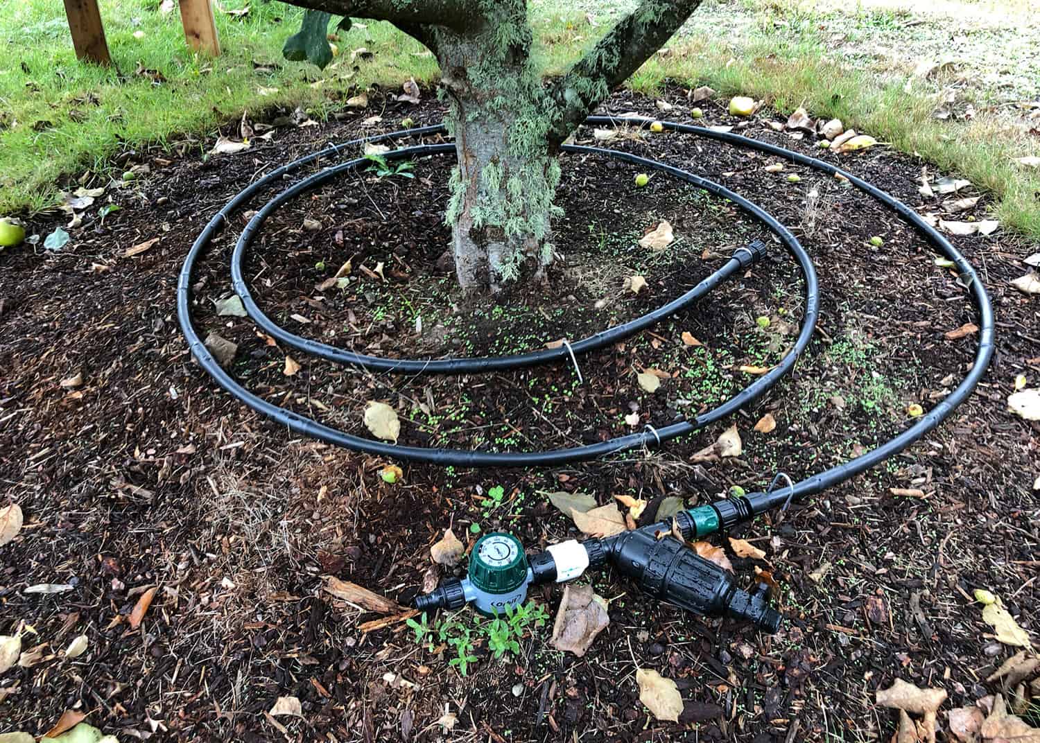 1/2-in. dripline with manual timer, filter and pressure reducer for watering a tree.