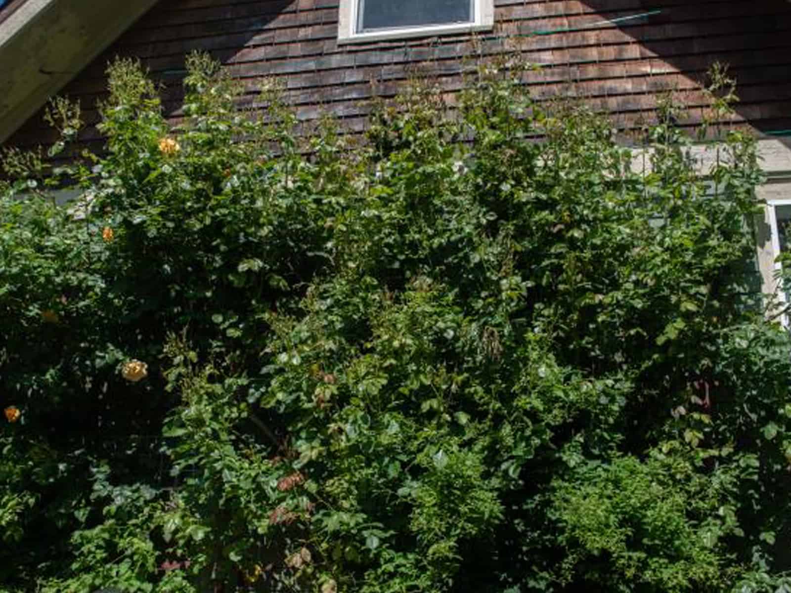 A south-facing wall with full sun creates a perfect microclimate for this climbing rose to thrive. There are also two clematis growing on this wall. Photo by Nancy Crowell 