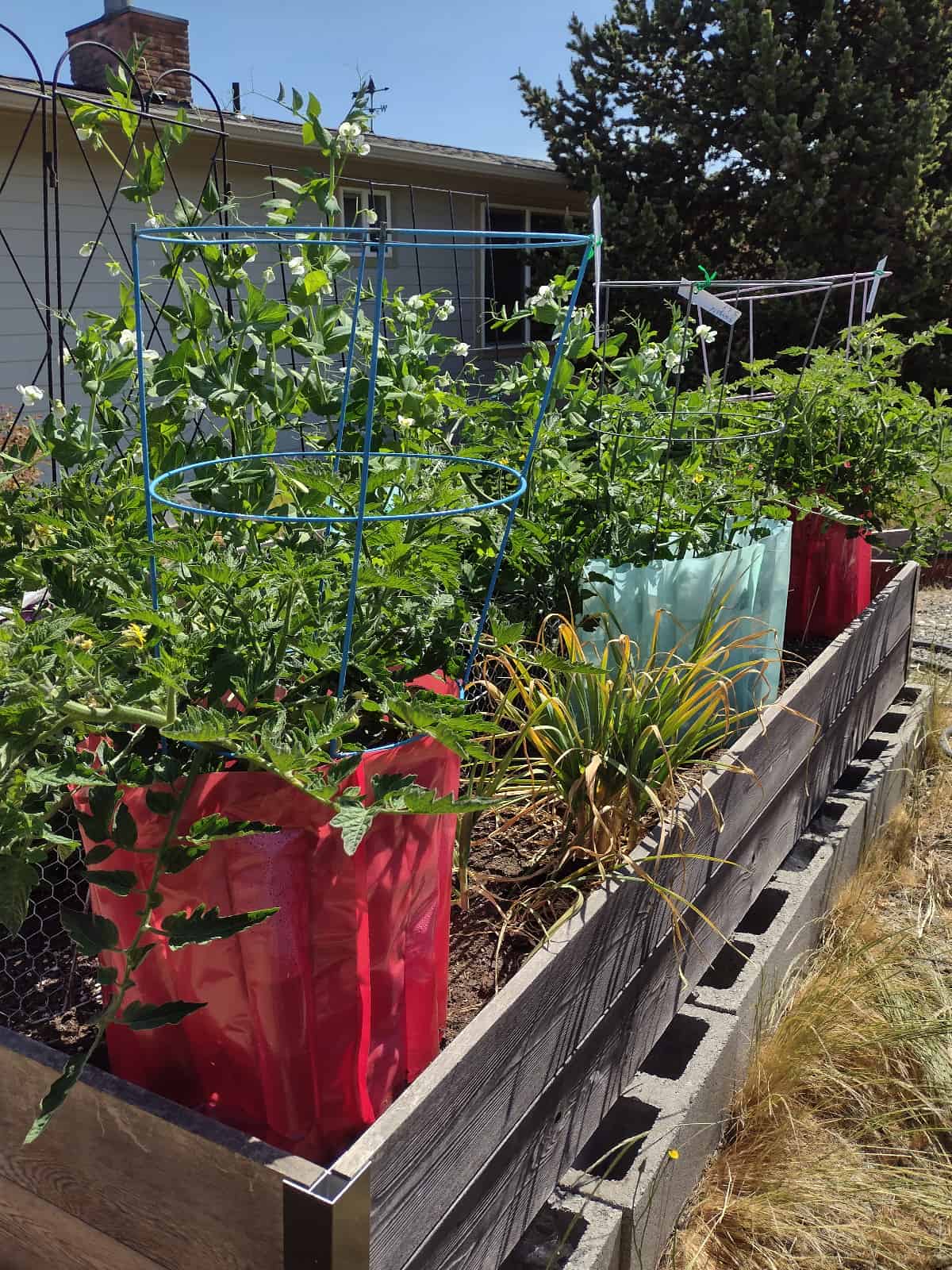 When Gail Beasley moved to Anacortes, she created a garden by adapting to the extreme weather conditions found on the west side of Fidalgo Island. She found plants that thrive in the cool marine air and hot afternoons… as well as those that are deer resistant. Photo by Gail Beasley