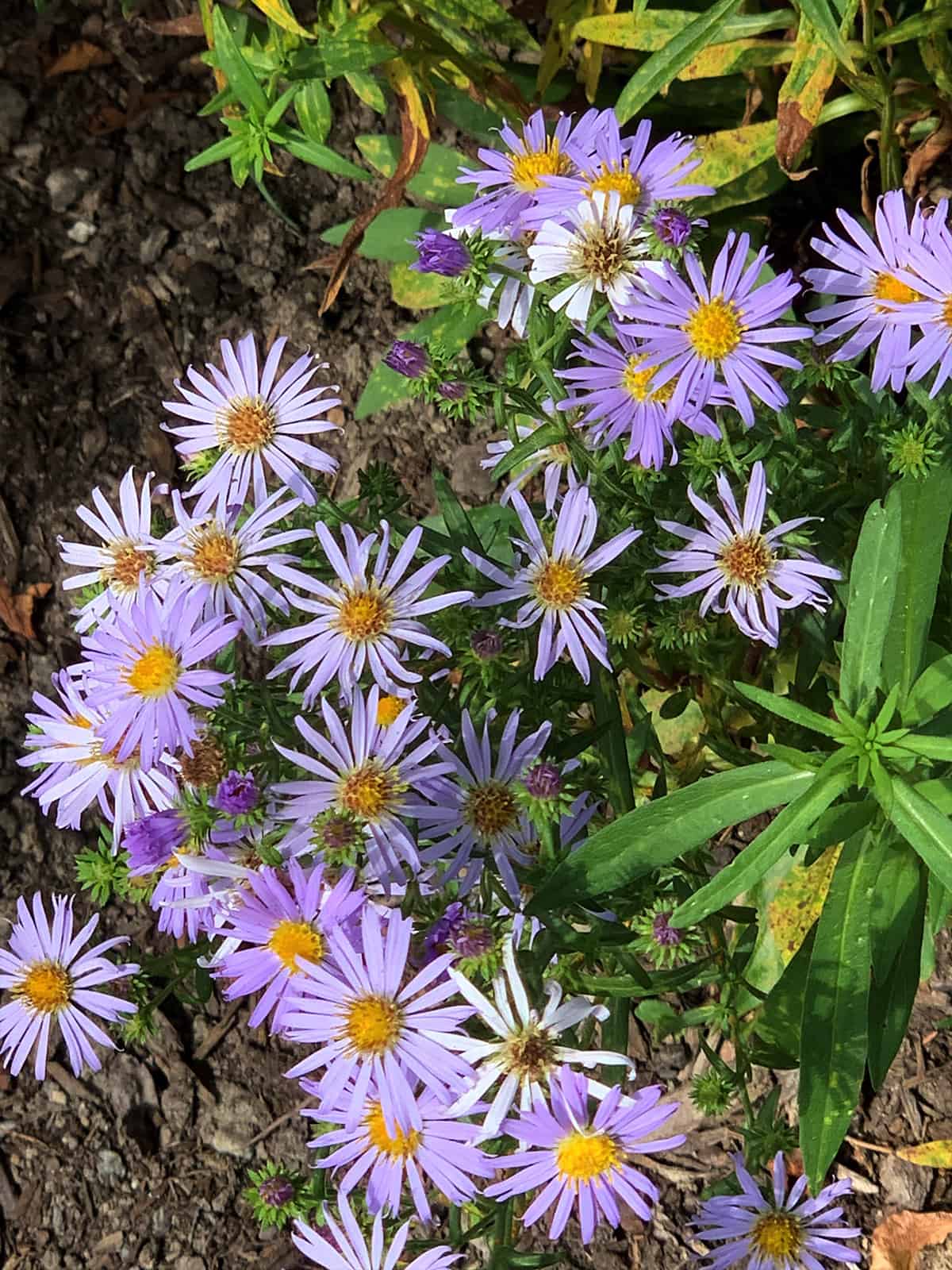 Douglas aster (Symphyotrichum subspicatum © Joan Stamm