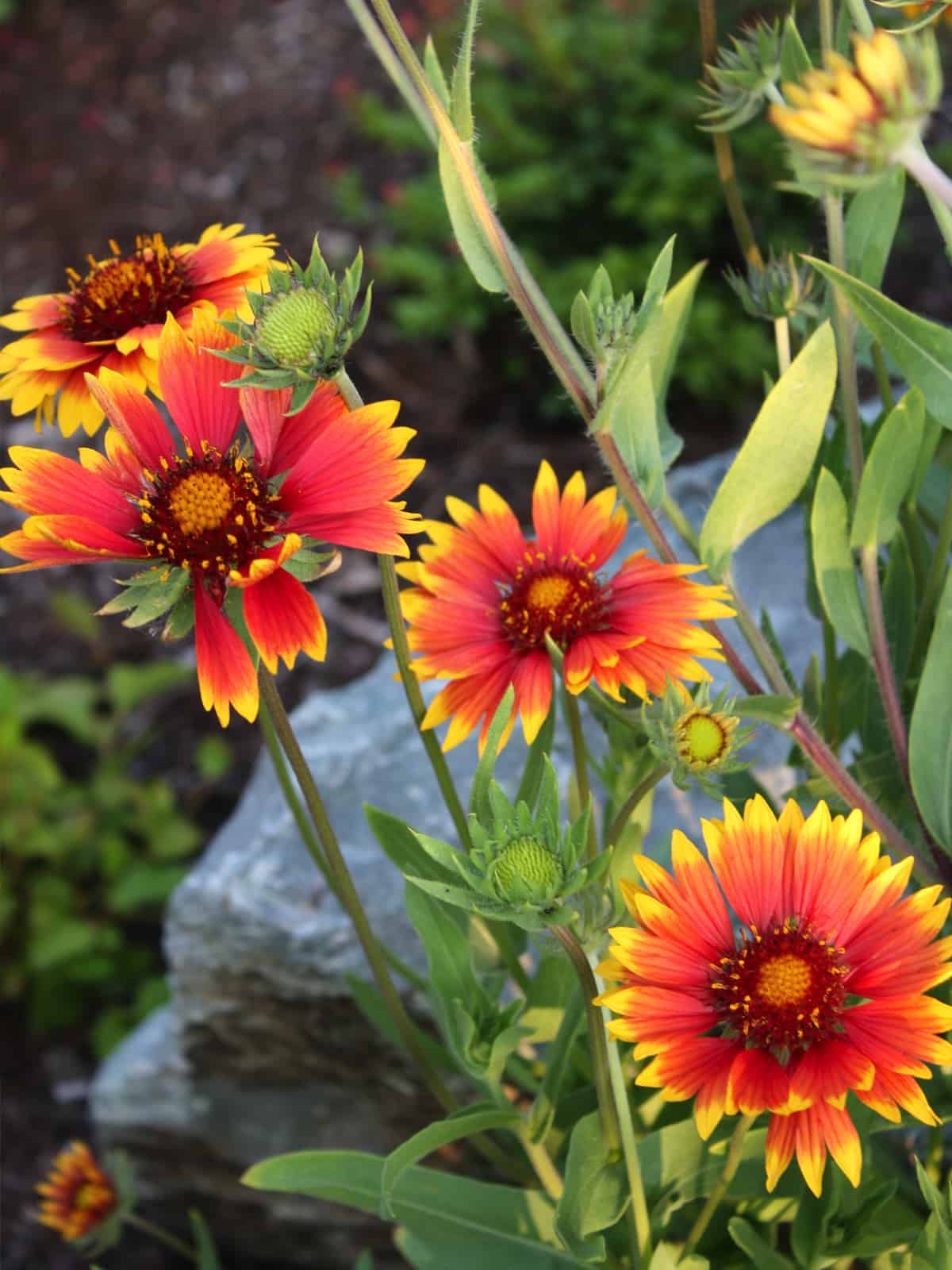 Blanket flower (Gaillardia aristata) © Joan Stamm