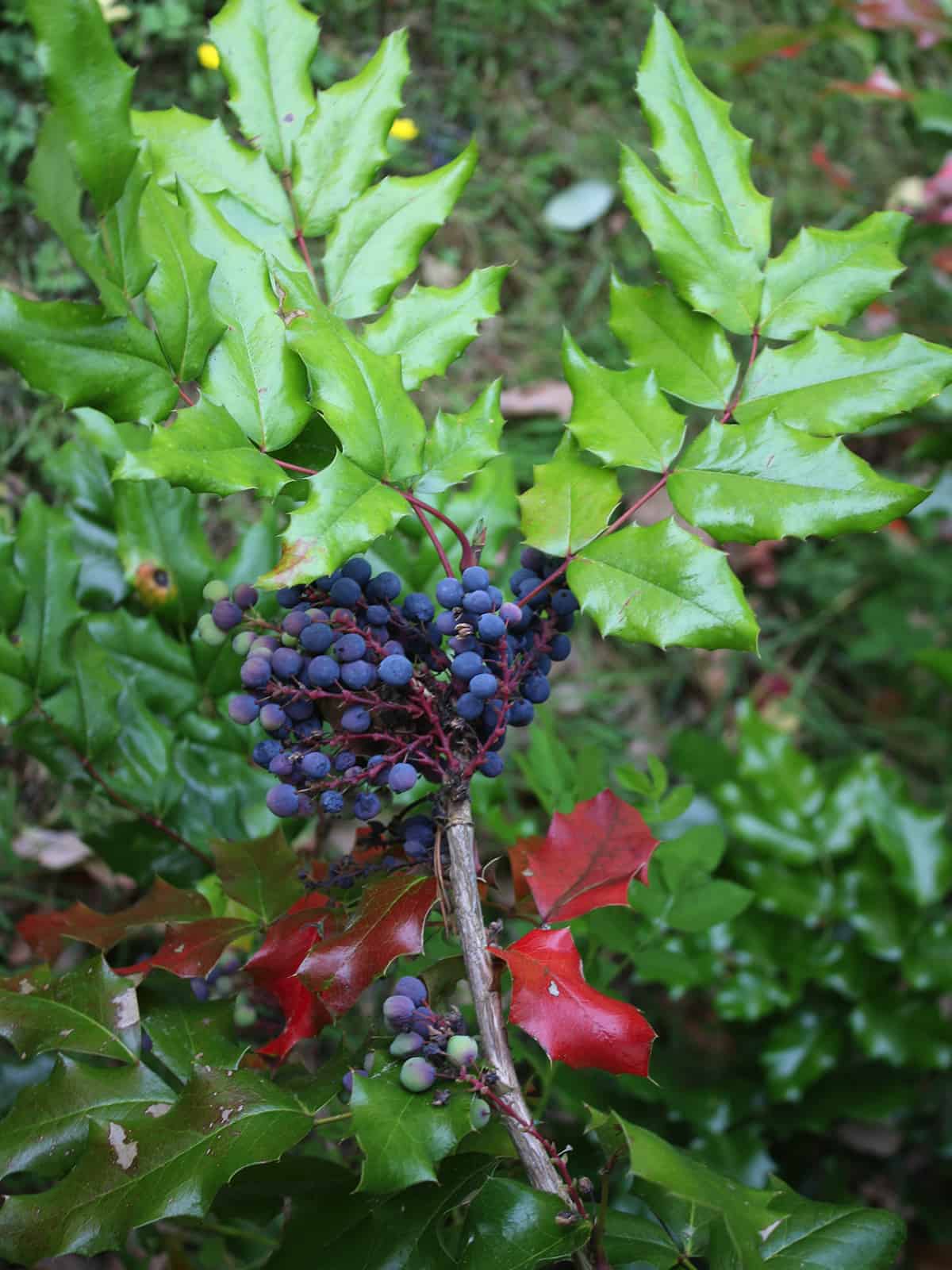 Oregon grape (Mahonia aquifolium) © Joan Stamm