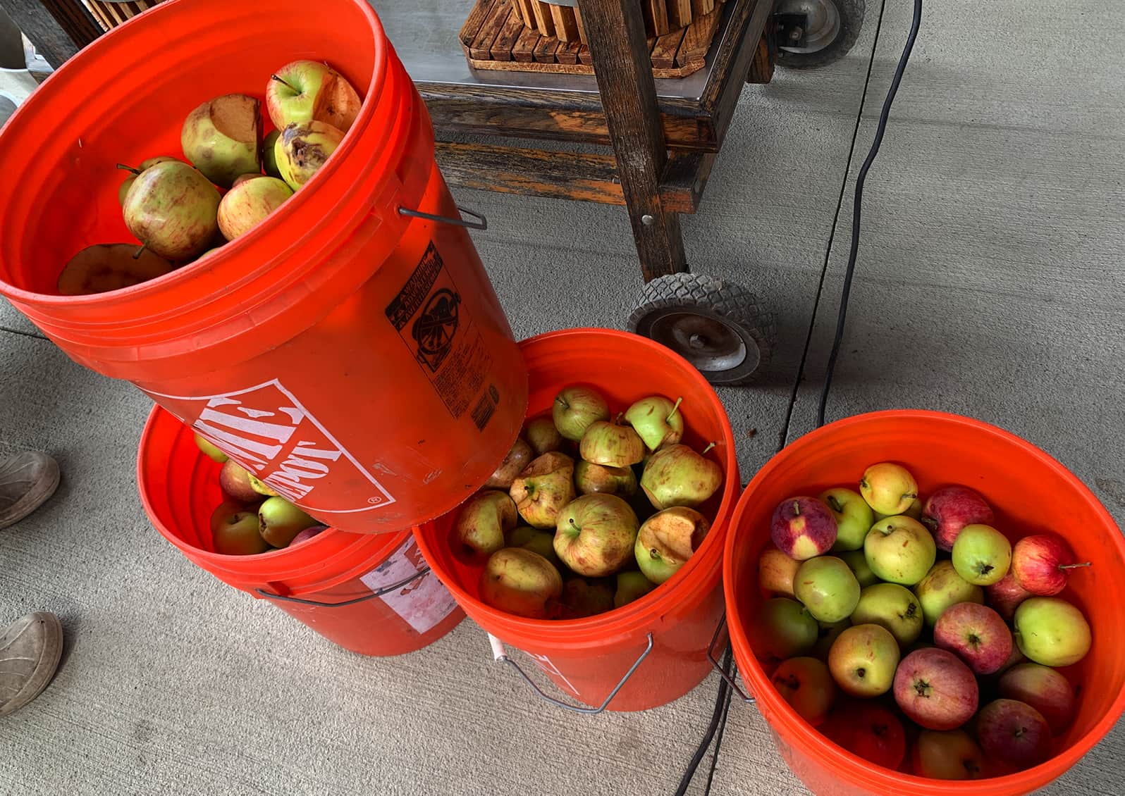 These ¾ full 5 gal. buckets of apples pressed into 2 gallons of cider… plus several glasses for 'test' tasting.  © Ginny Bode