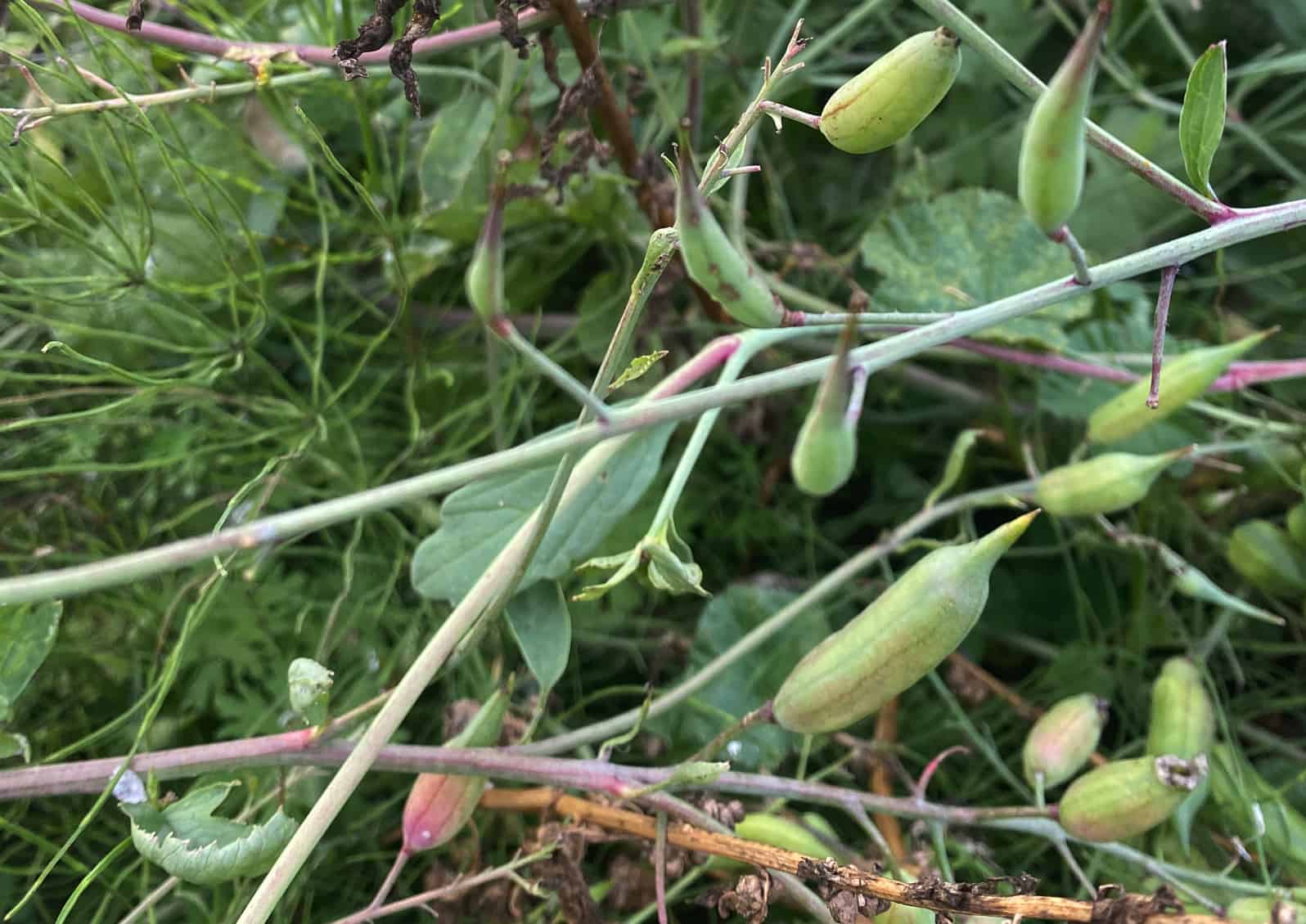 Radish seed pods can be collected when they turn brown and look dried out. Interestingly, they are also edible. © Photo by Sheri Rylaarsdam