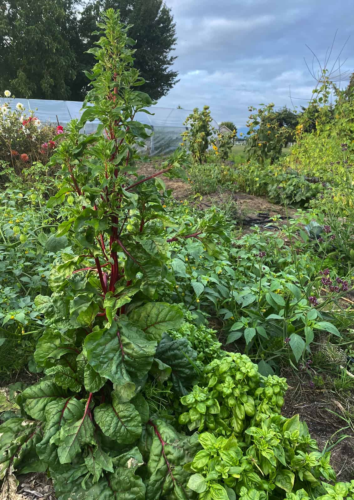 Beet plants grow tall when left to seed. © Photo by Sheri Rylaarsdam