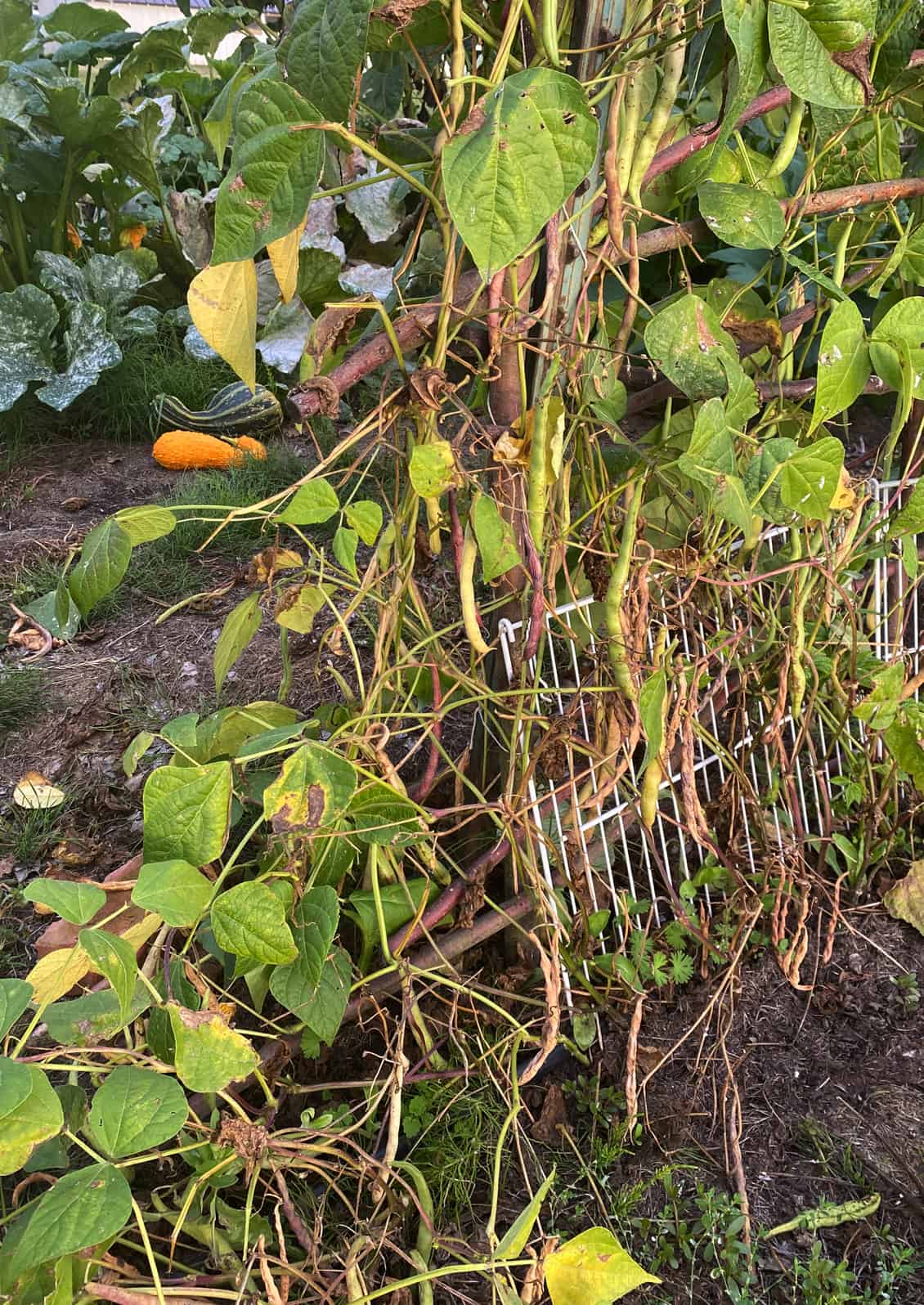 Cobra green pole beans going to seed. © Photo by Sheri Rylaarsdam