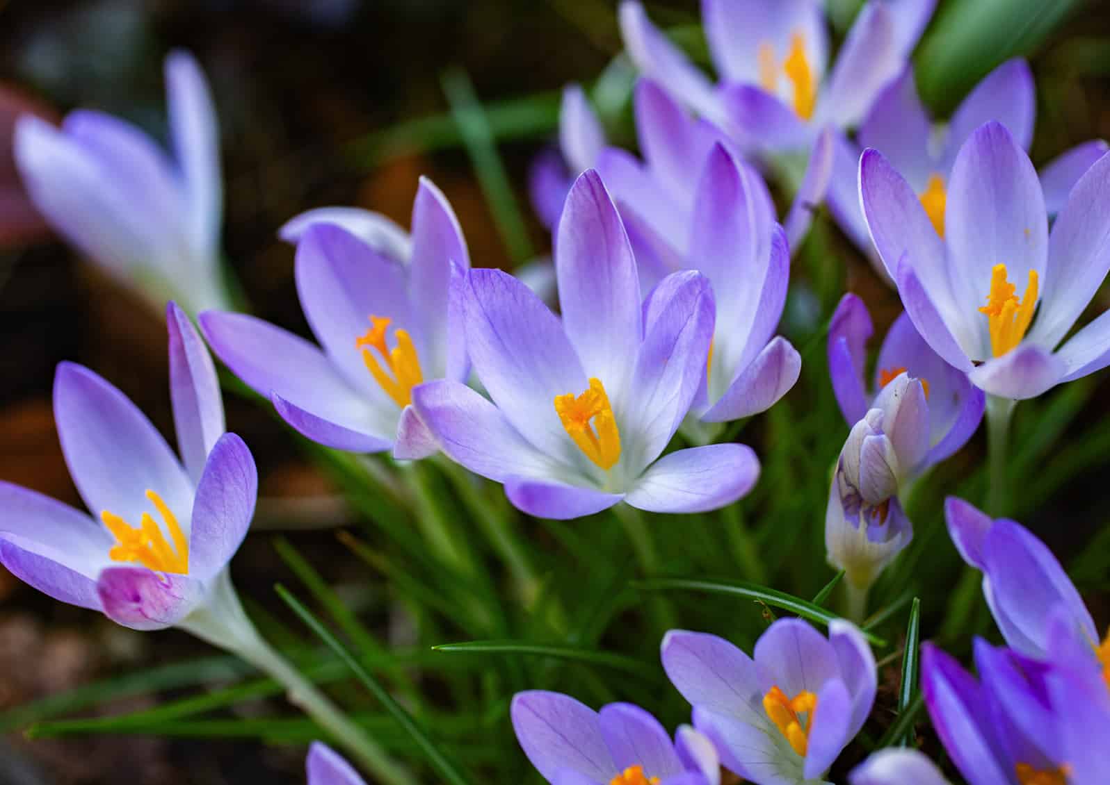 Crocus tommasinianus © Jessamyn Tuttle