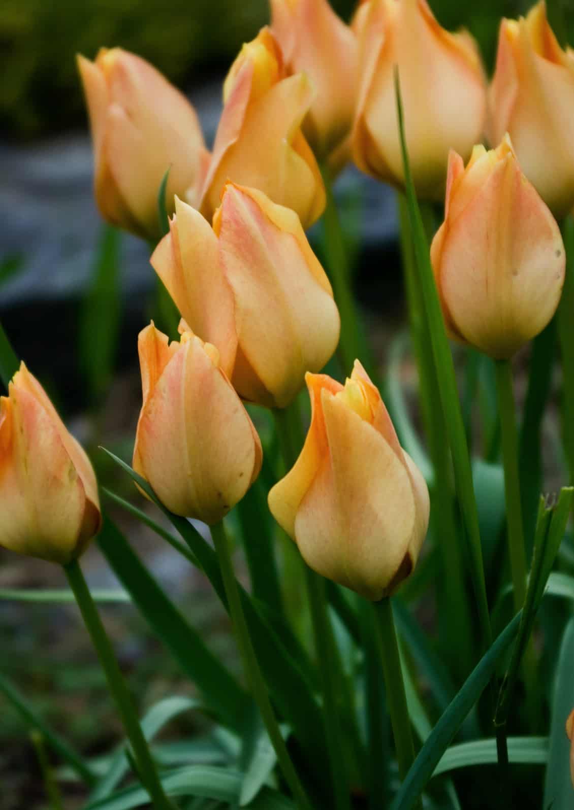 Tulipa batalini 'Bright Gem' © Jessamyn Tuttle