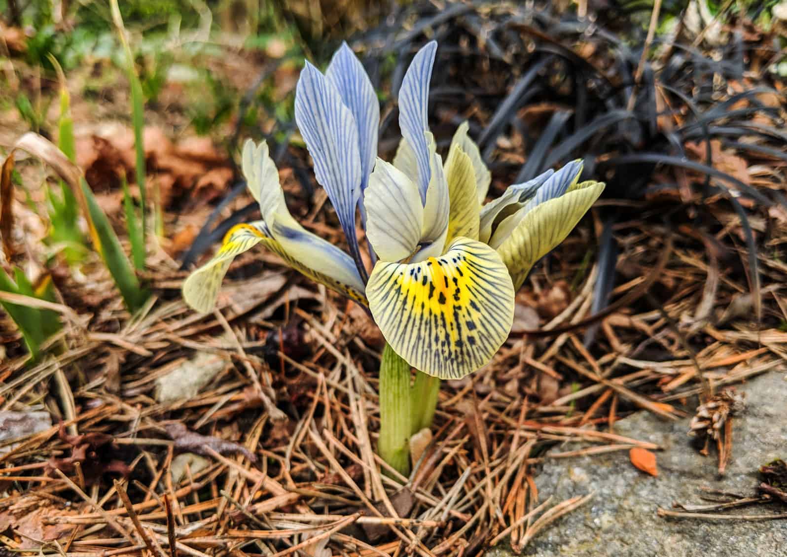 Iris histrioides 'Katharine Hodgkin' © Jessamyn Tuttle