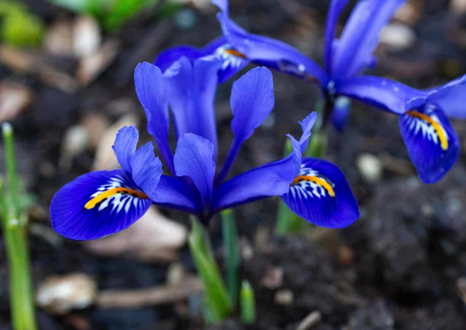 Iris reticulata 'Harmony', Discovery Garden © Jessamyn Tuttle