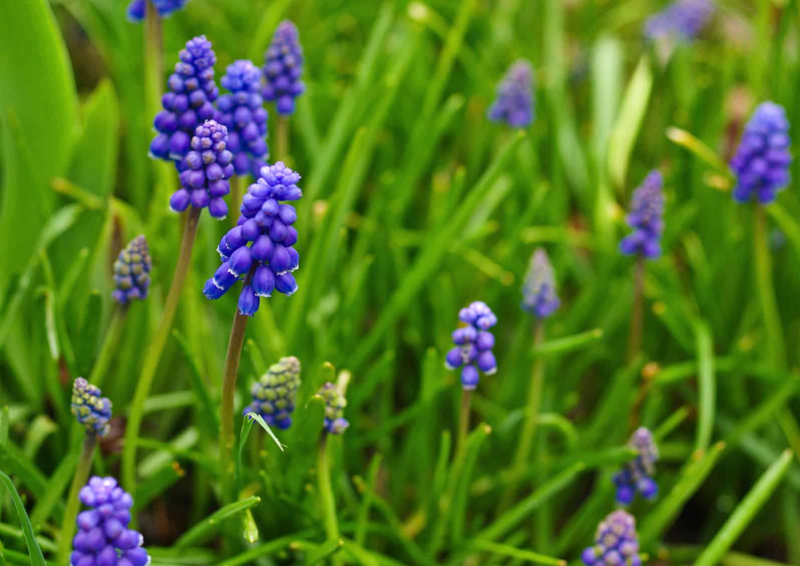 Muscari © Jessamyn Tuttle