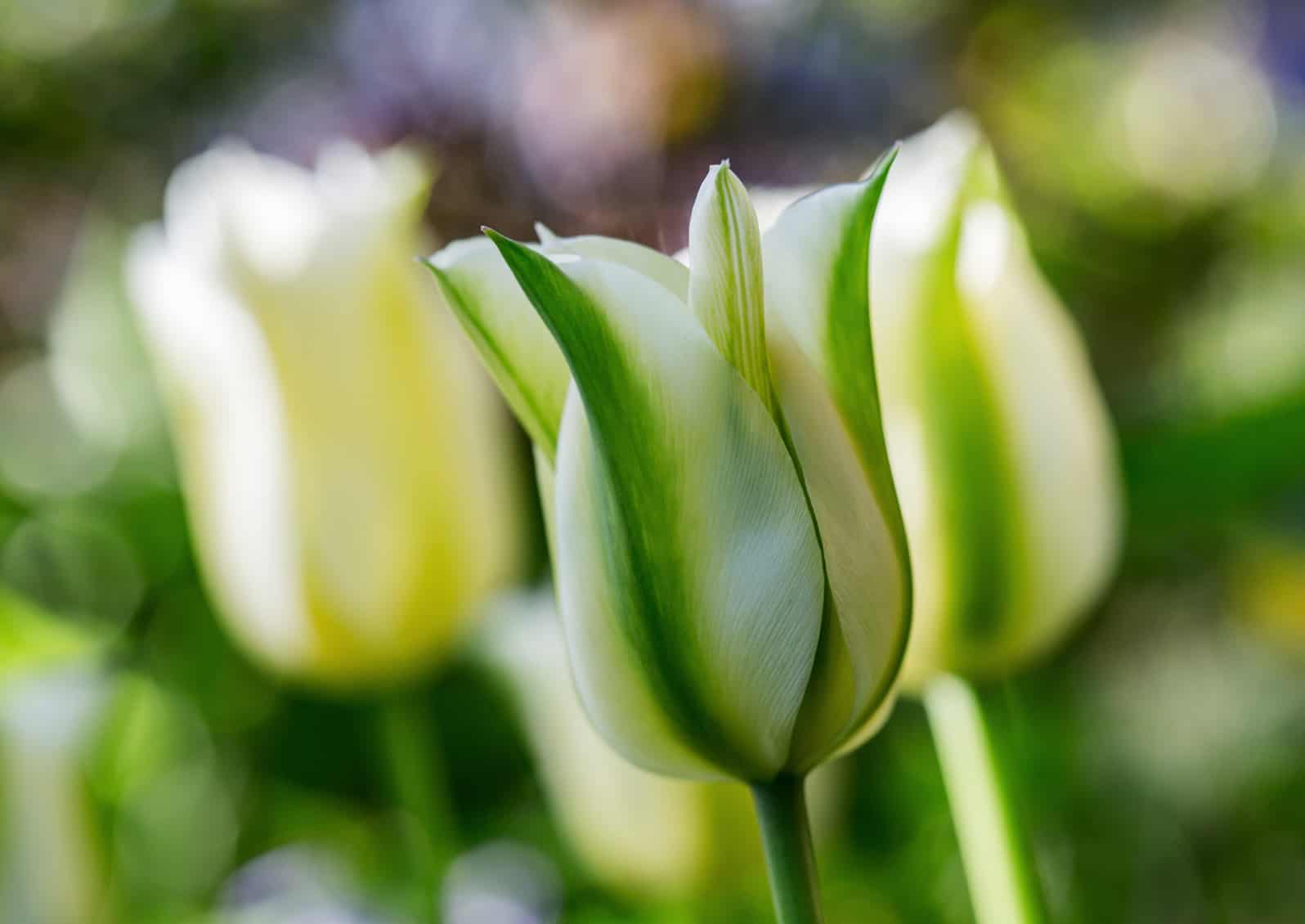 'Spring Green' tulip © Jessamyn Tuttle