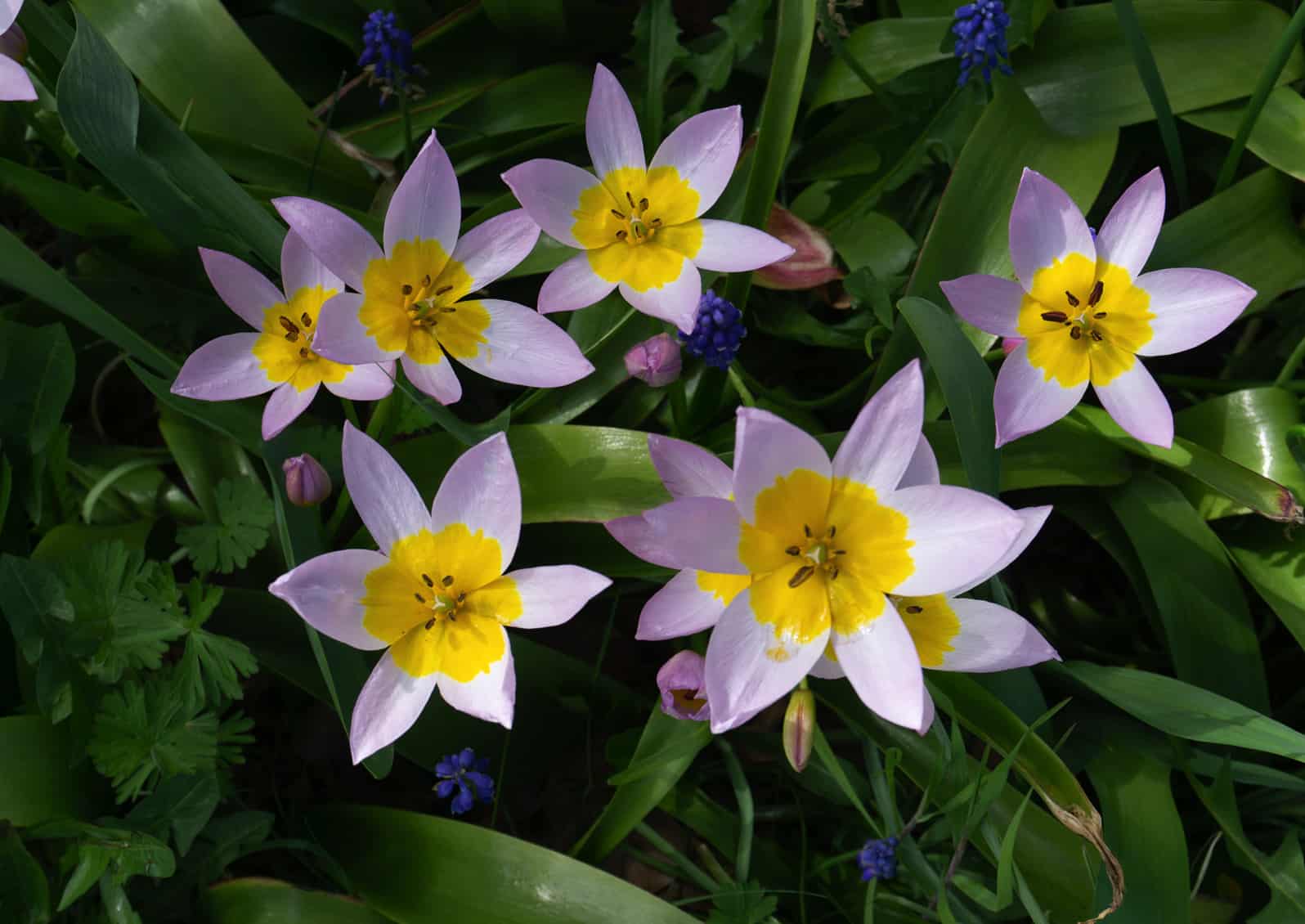 Tulipa saxatilis © Jessamyn Tuttle