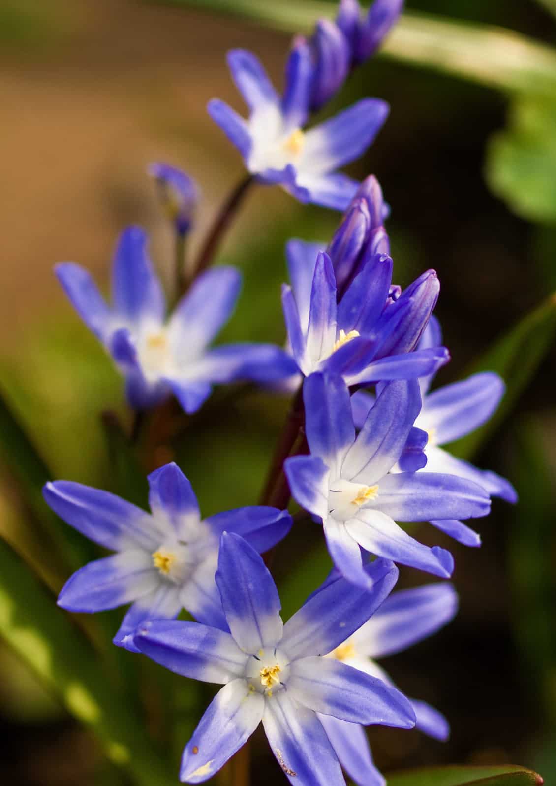 Chionodoxa, or Glory-of-the-Snow  © Jessamyn Tuttle