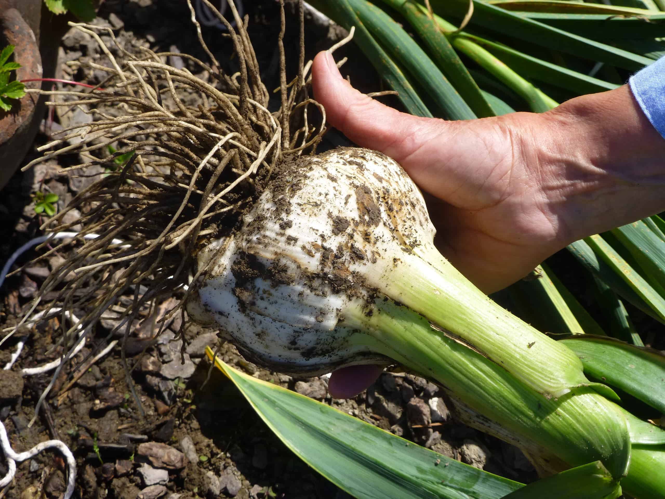 Nothing quite beats the satisfaction of harvesting vegetables grown in your own garden. © Ruth Sutton