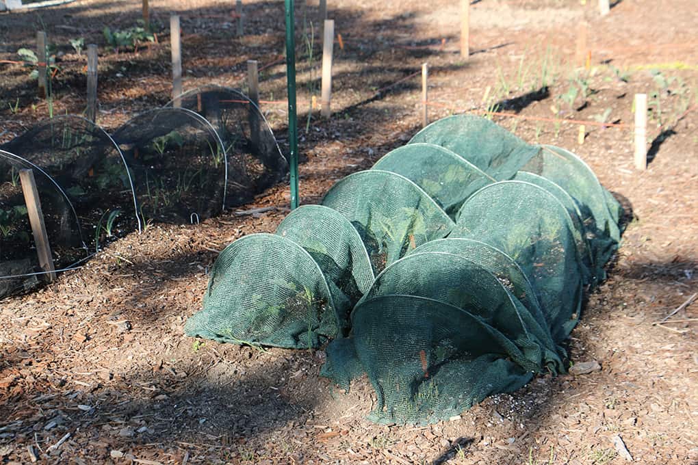 These row covers in the Discovery Garden allow rain to go through them while protecting against cold temperatures and insects. Photo © Kay Torrance
