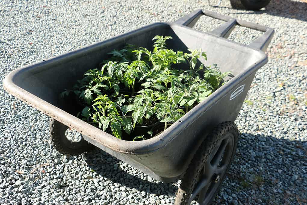 Gardeners often get creative when it comes to protecting early season tomato starts. Collected on a garden cart, these starts enjoy a sunny spring day, and then are easily moved back into the garage in the evening to protect from cooler overnight temperatures.Photo © Kay Torrance
