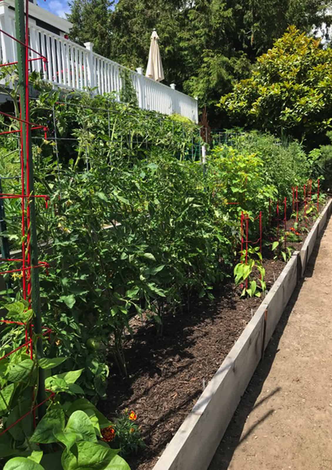 The end goal - Cathy Markham's garden yields an abundance of fresh produce for eating and preserving. © Cathy Markham / Skagit County WSU Extension Master Gardener