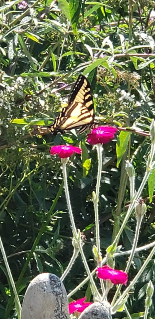 Butterfly on flower